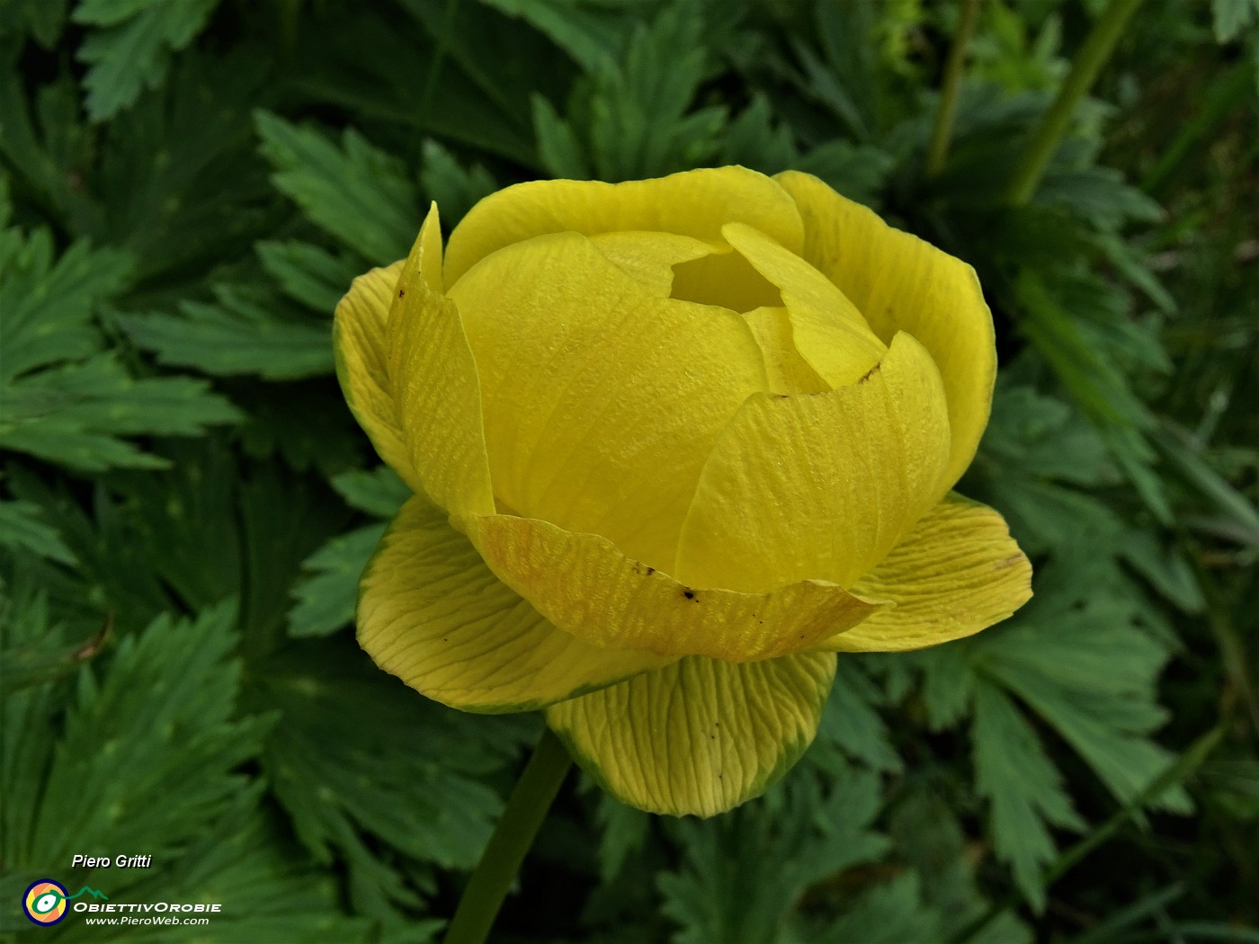 69 Trollius europaeus (Botton d'oro).JPG